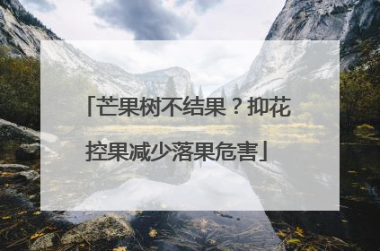 芒果树不结果？抑花控果减少落果危害
